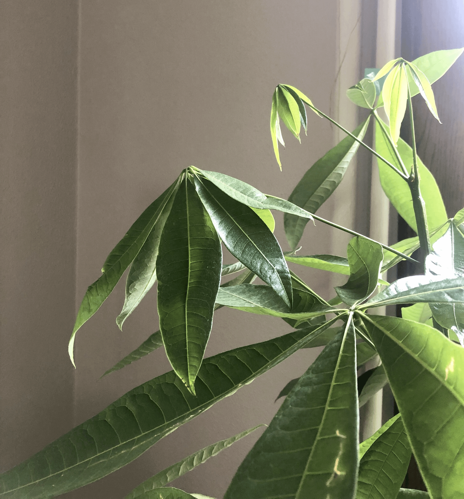 Why Is My Money Tree Drooping?